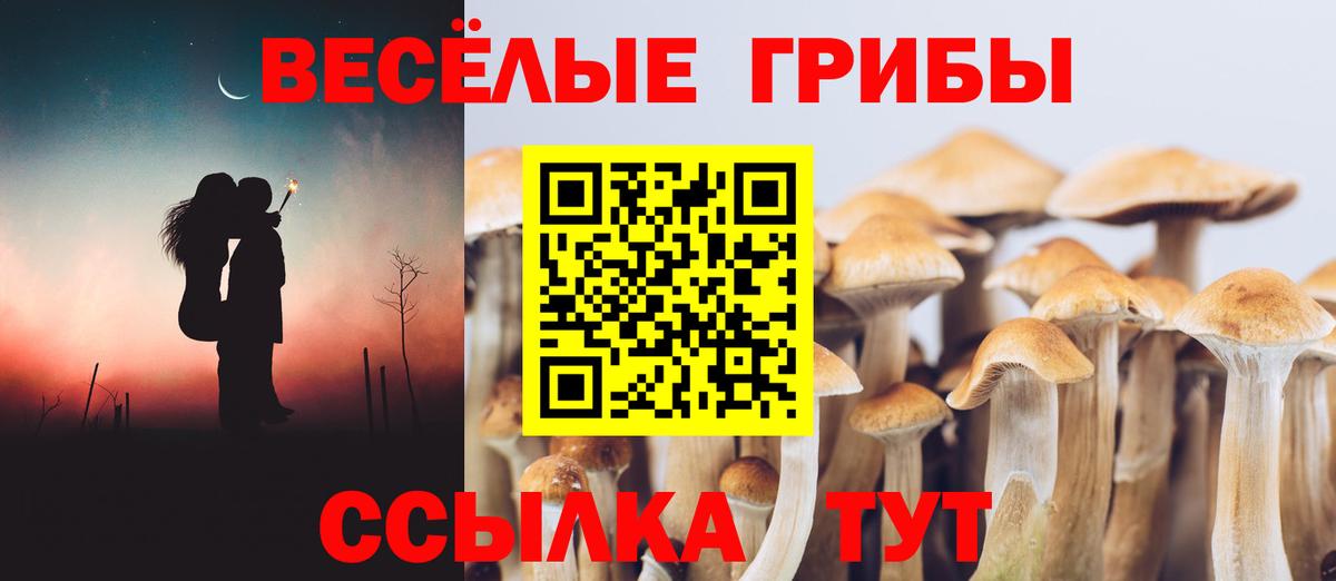 Галлюциногенные грибы Psilocybe  купить наркотики сайты  Псилоцибиновые грибы GOLDEN TEACHER  Вологда  Вход с VPN 